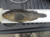 13 inch grass rockfish thumb
