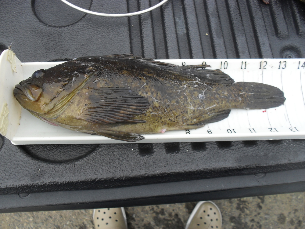 13 inch grass rockfish