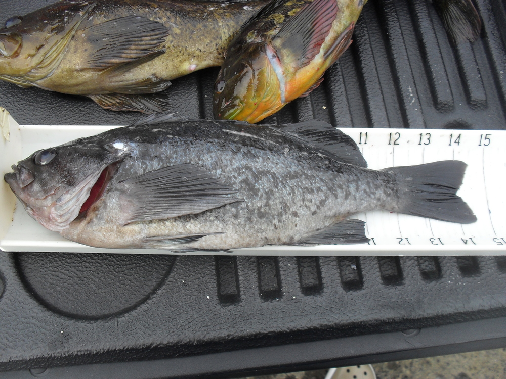 14.50 inch blue rockfish
