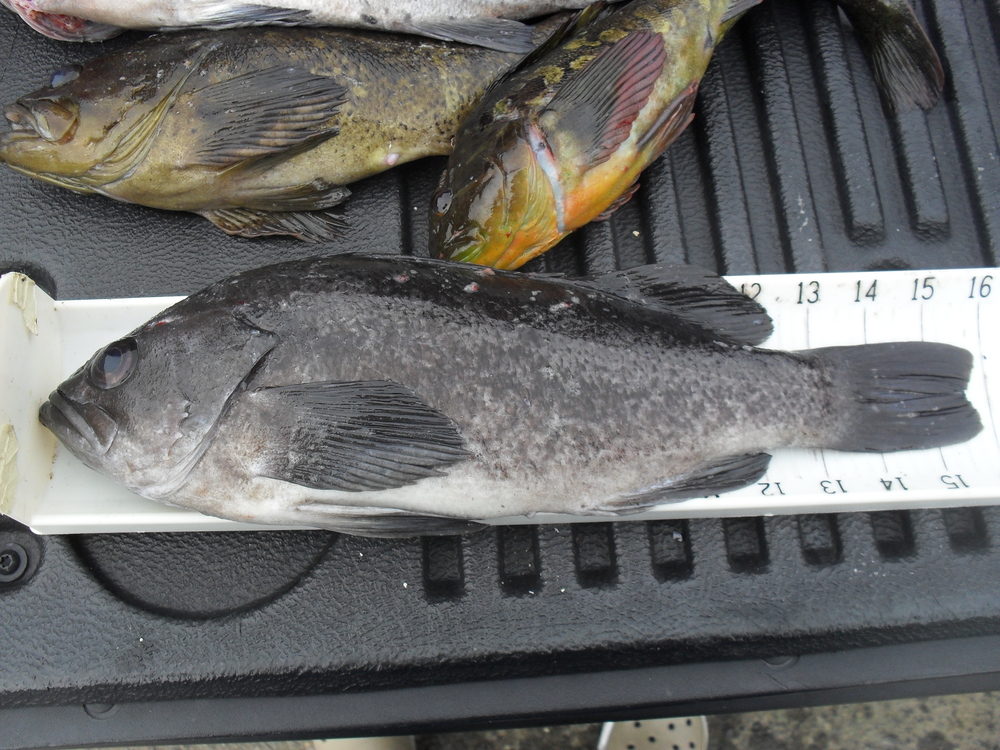 15.75 inch black rockfish
