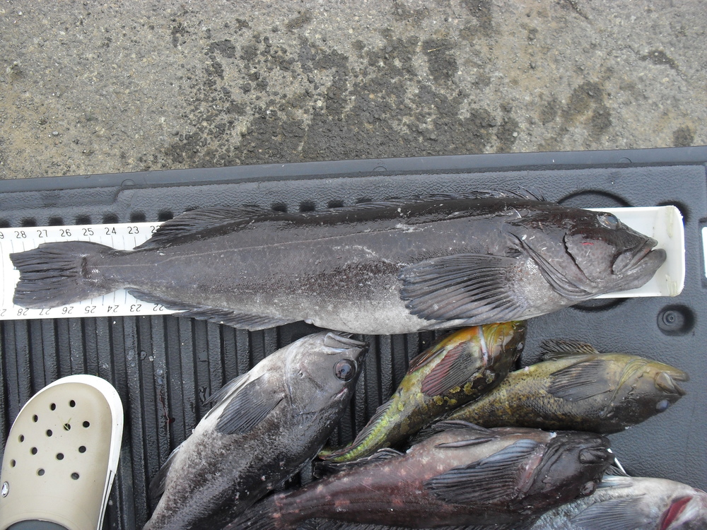 28.50 inch ling cod
