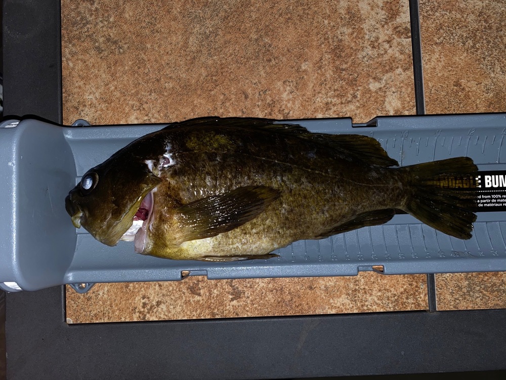 Grass rockfish   full body   2020 02 19