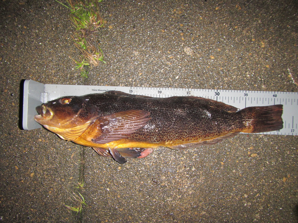 Greenling shows length