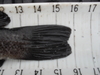 Tail of 15.75 inch black rockfish thumb