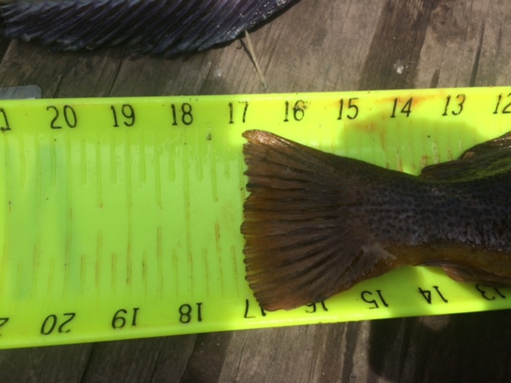 Greenling 17 tail