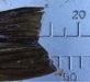 Olivetail thumb