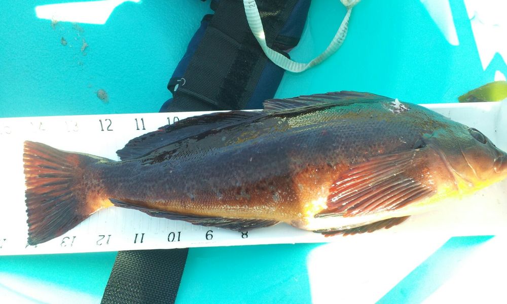 Sea trout head