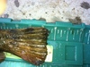 Kelp 16.5 3 thumb