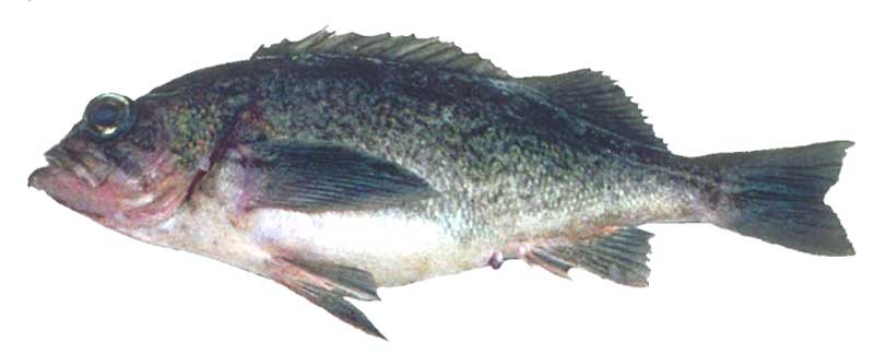 Bluerockfish