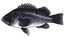Blackrockfish-thumb