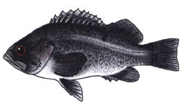 Blackrockfish