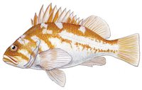 Copper rockfish fishid2 medium