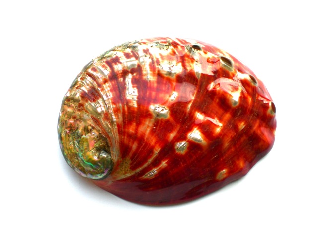 Red_20abalone_207