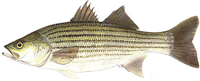 Striped bass medium medium